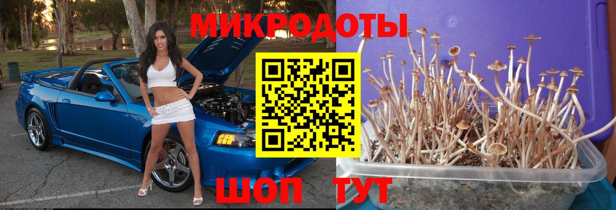 Псилоцибиновые грибы Psilocybine cubensis Королёв